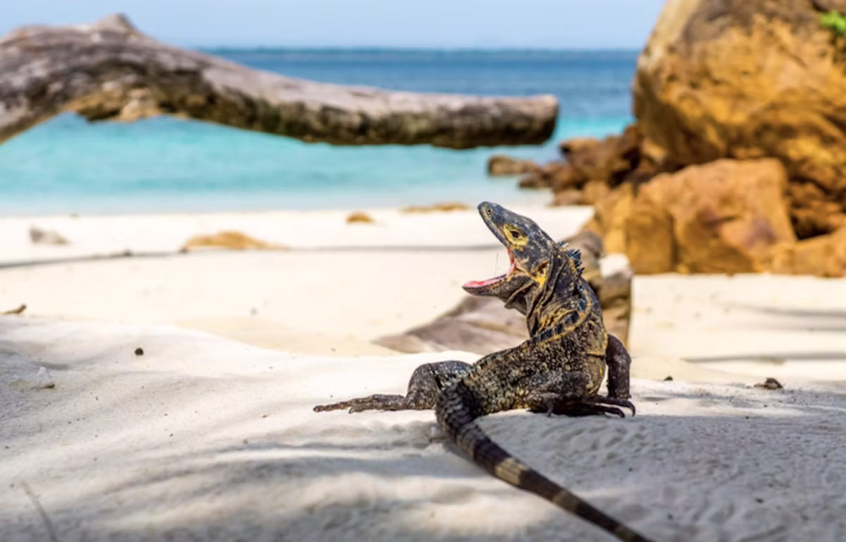 Isla Iguana - Grupo Jeza